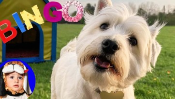 Bingo the Dog Nursery Rhymes Toy Video